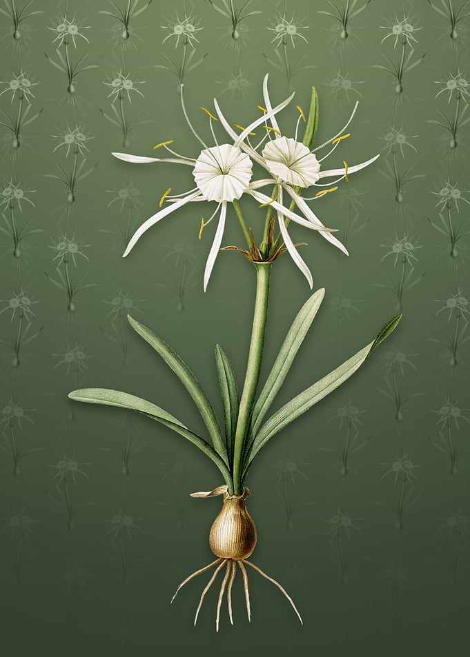 Streambank Spiderlily