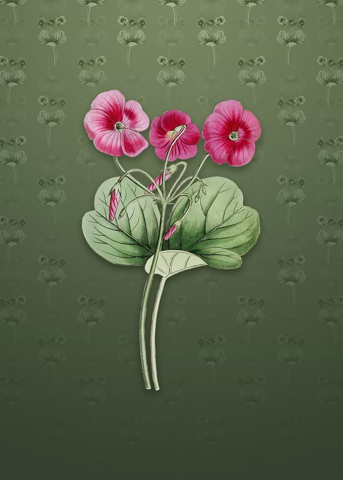 Vintage Bowies Oxalis