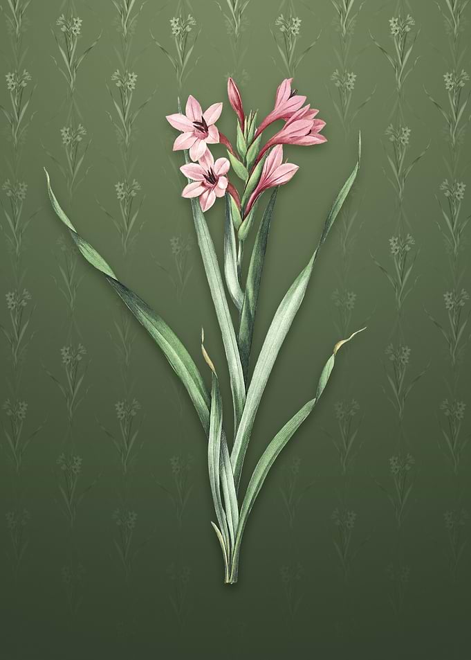 Sword Lily on Lunar Green