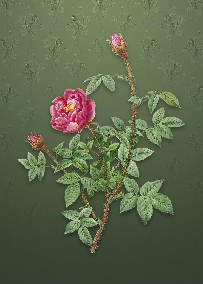 Moss Rose on Lunar Green