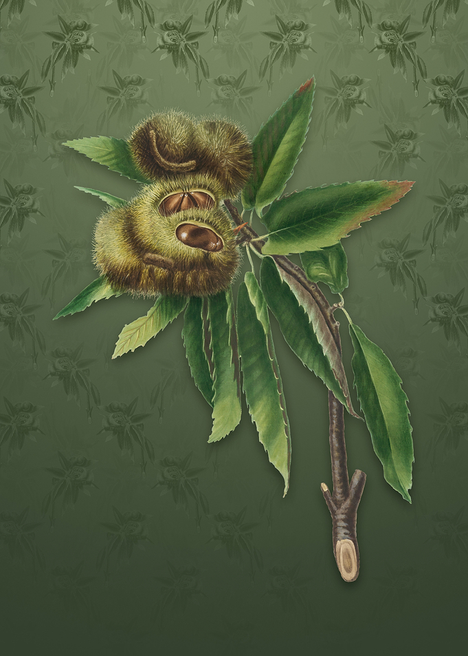 Vintage Spanish Chestnut