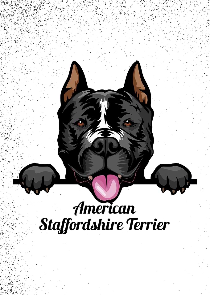 American staffordshire