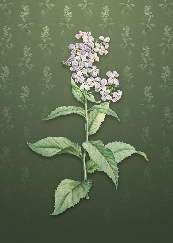 White Gillyflower Bloom