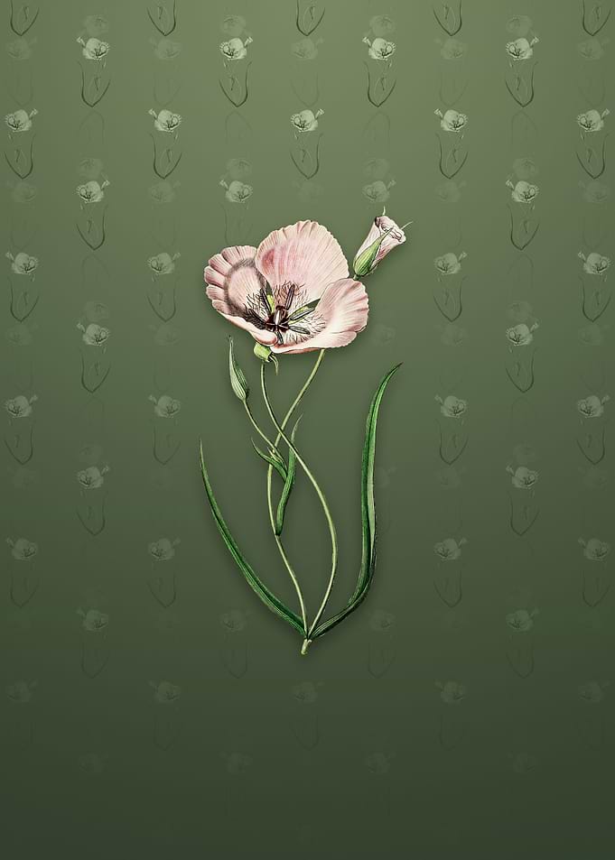 Satiny Calochortus Flower