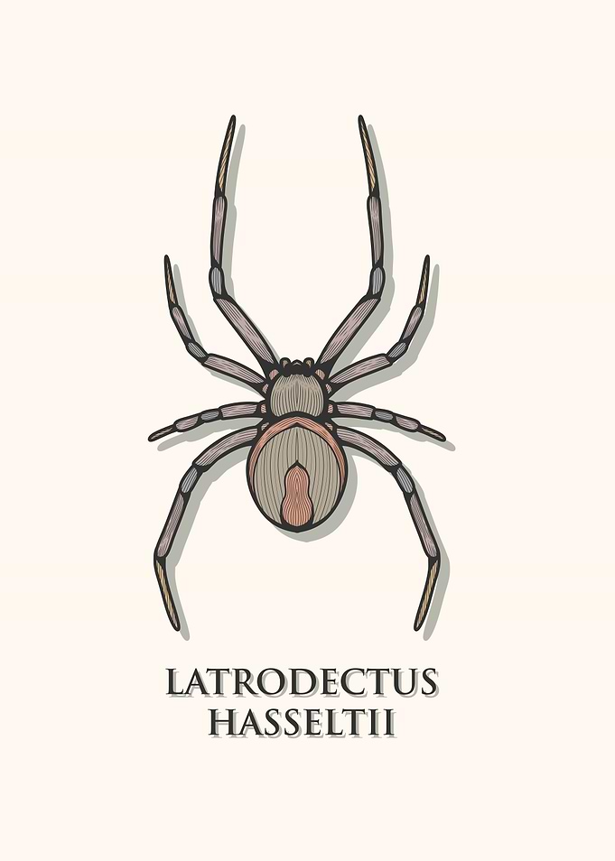 Redback Spider