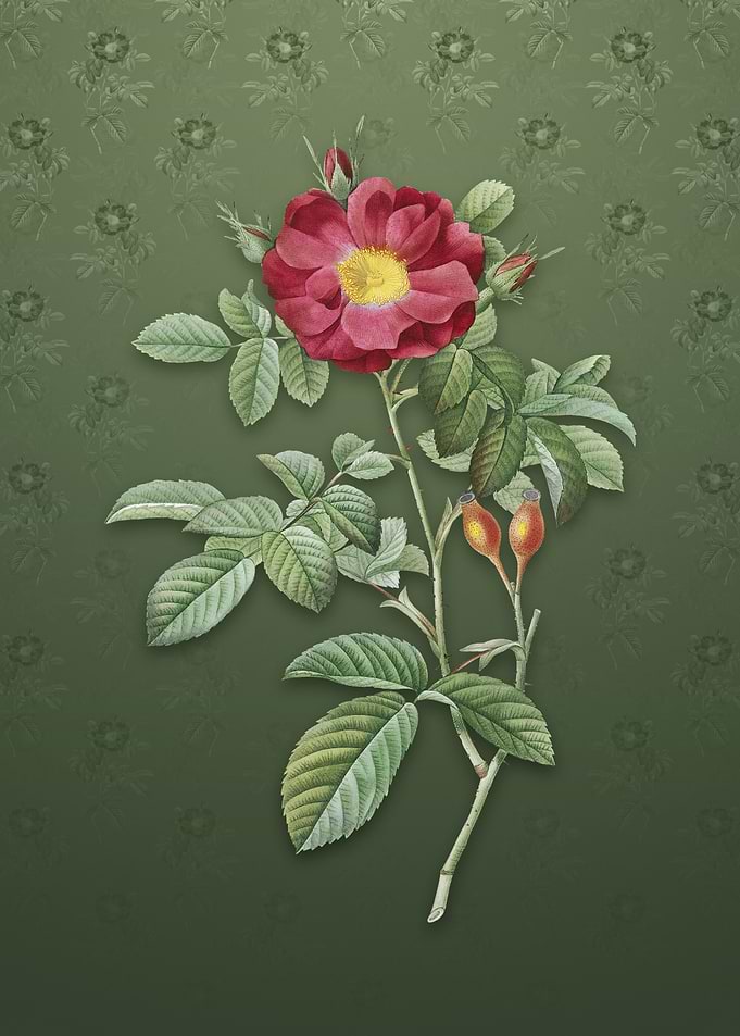 Vintage Red Portland Rose