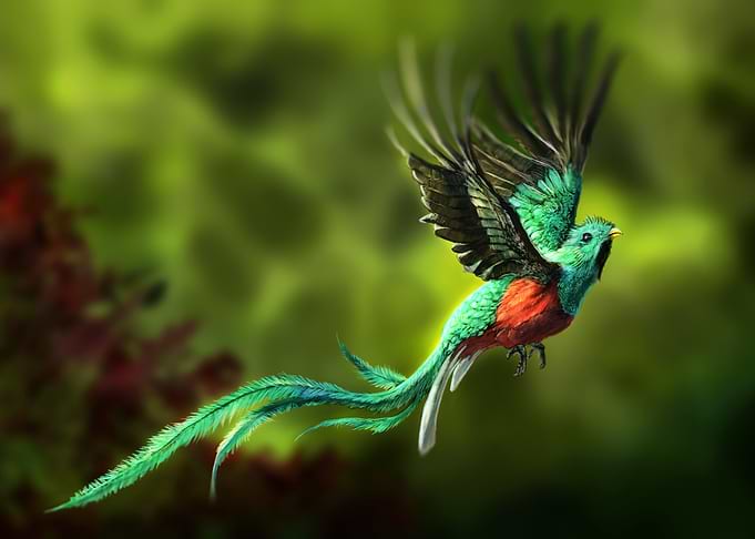 Peace Resplendent Quetzal