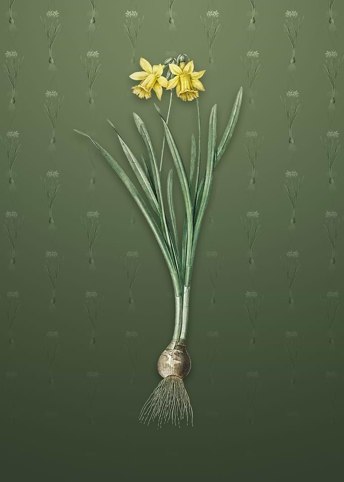 Lesser Wild Daffodil