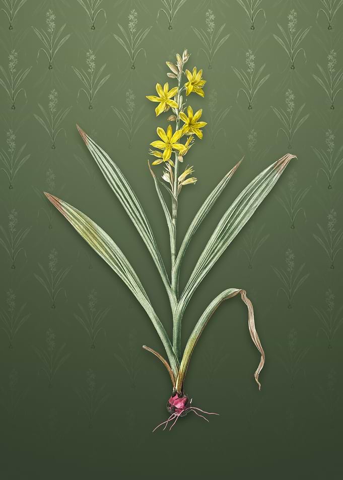 Wachendorfia Thyrsiflora