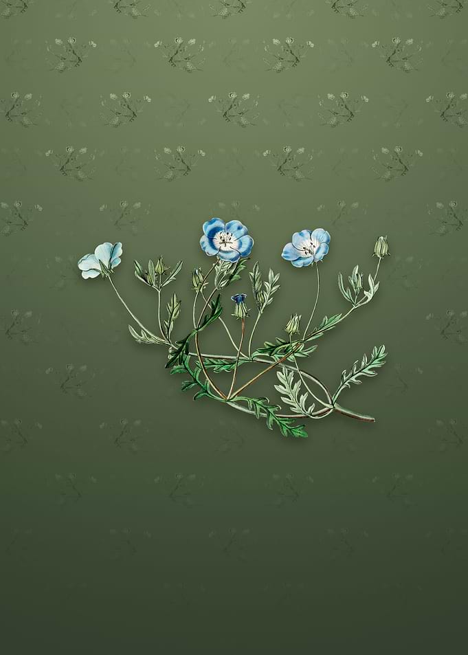 Vintage Shewy Nemophila