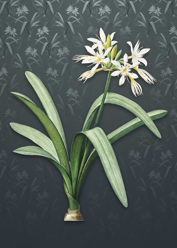 Pancratium Illyricum