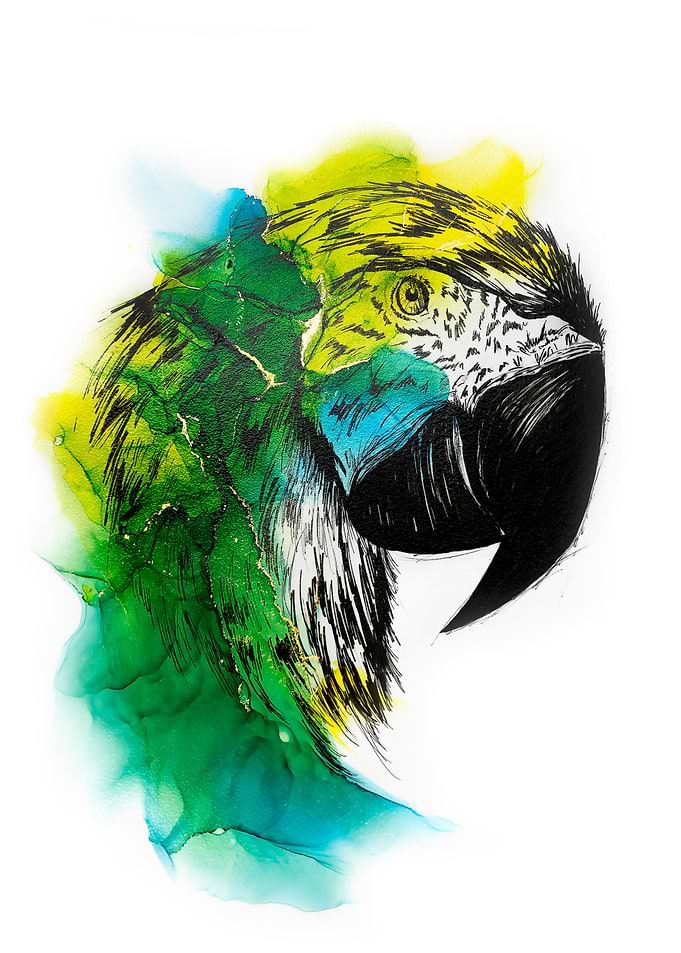 Colorful Macaw