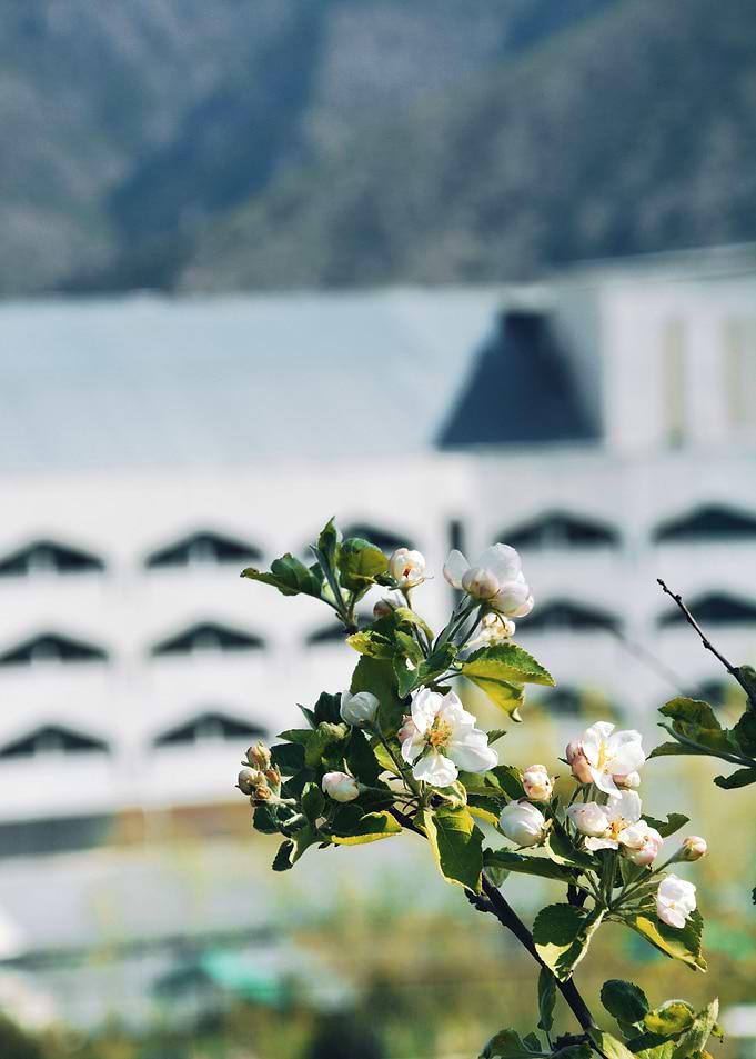 Apple blossoms