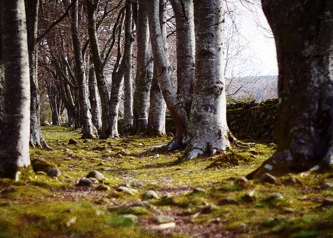 medieval avenue