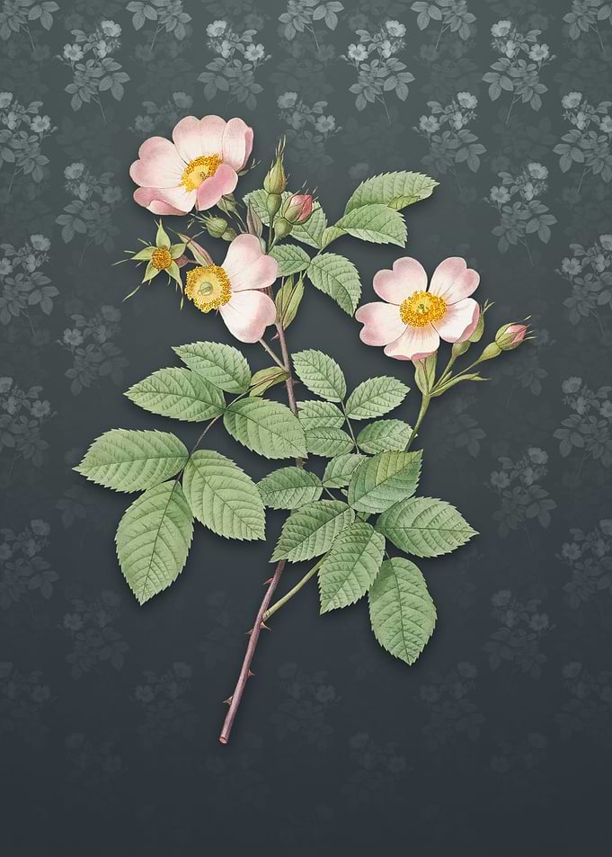Short Styled Field Rose