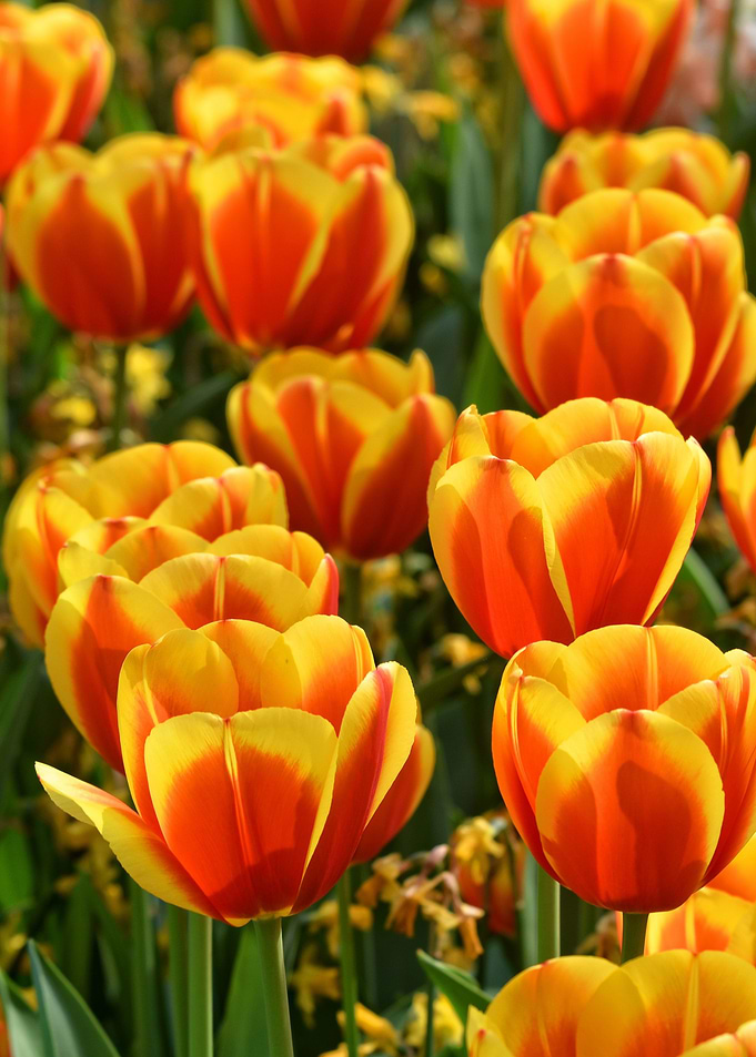 Tulips Garden Flowers