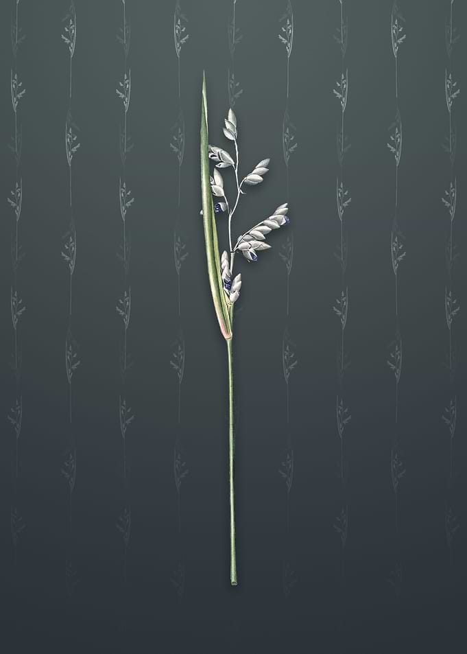Powdery Alligator Flag