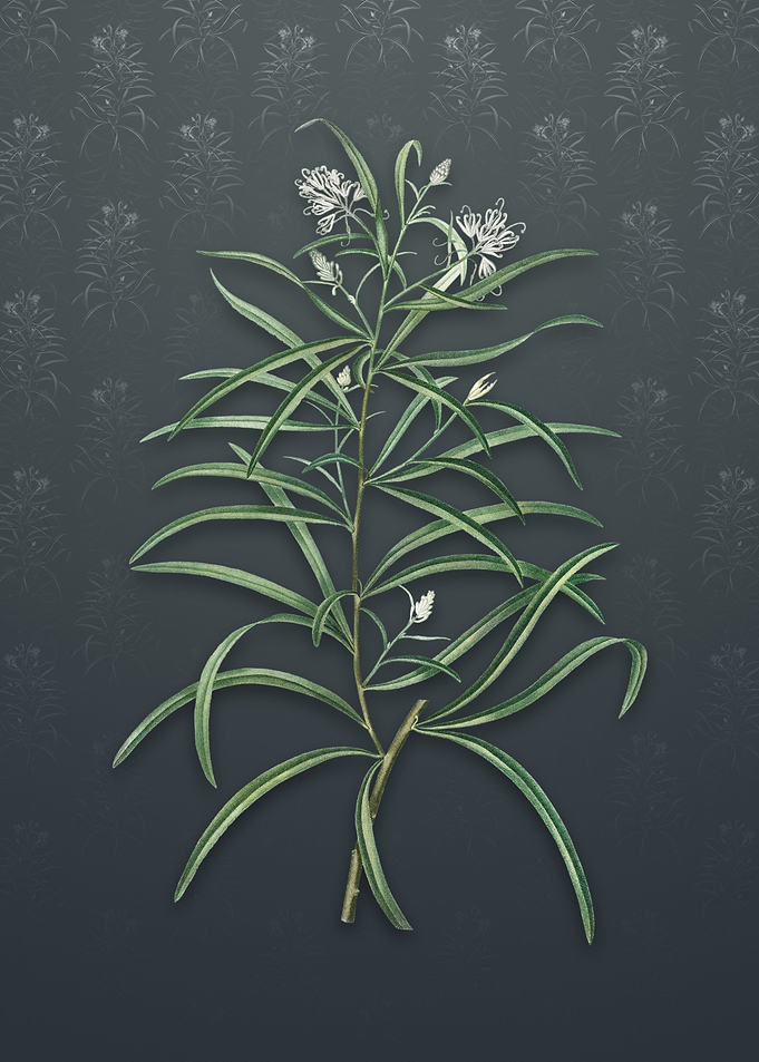 Narrow Leaf Spider Flower