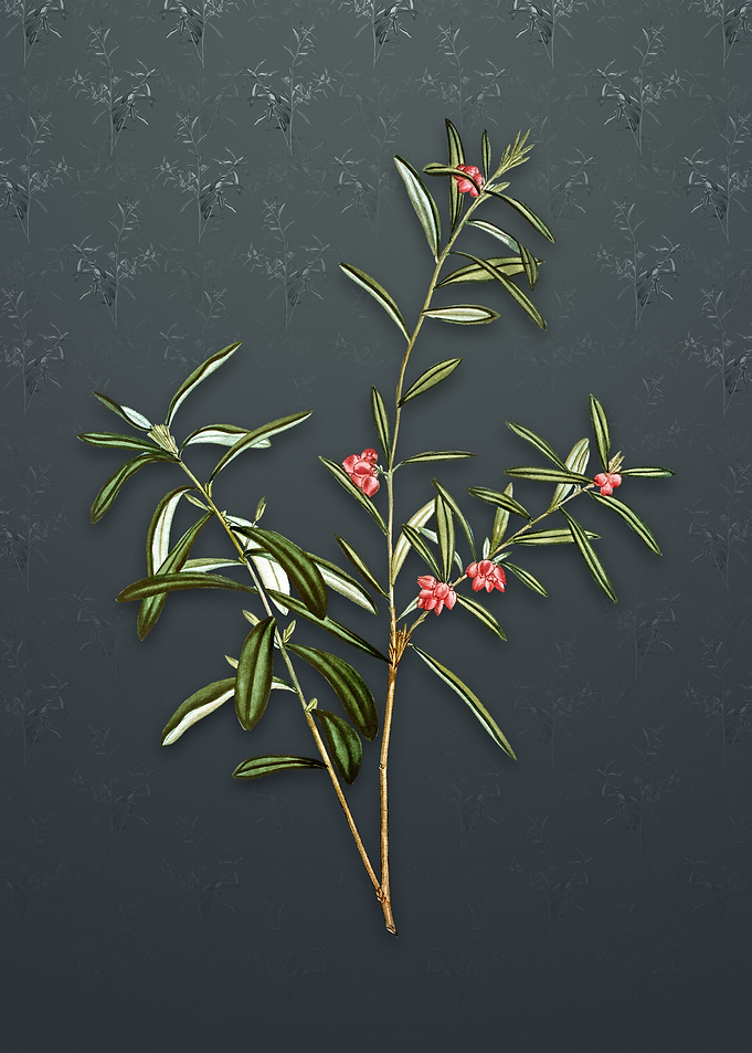 Vintage Bog Rosemary Bush