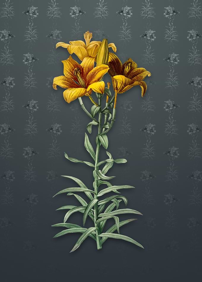 Fire Lily on Slate Gray