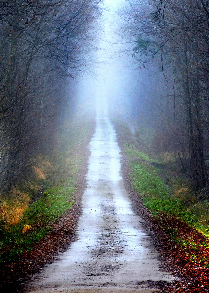 Path In The Foggy Forest