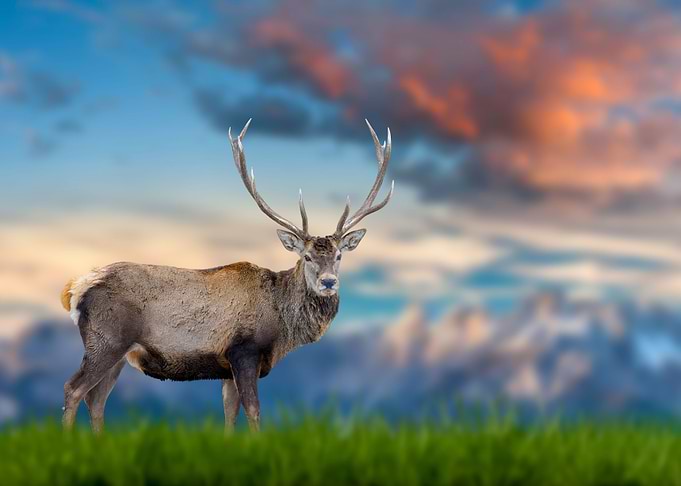Red deer