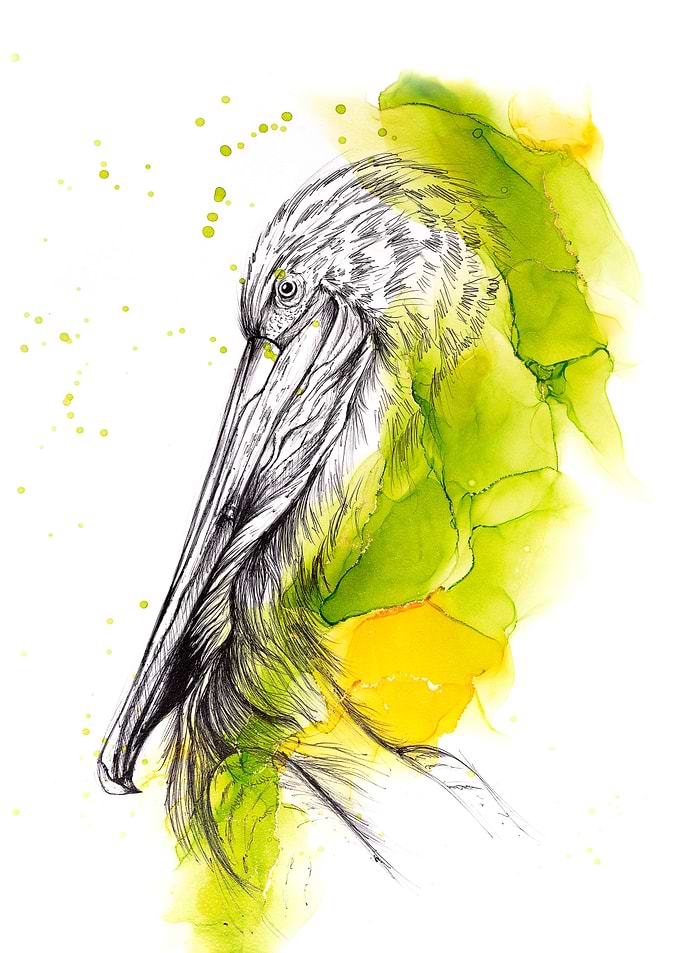 Pelican