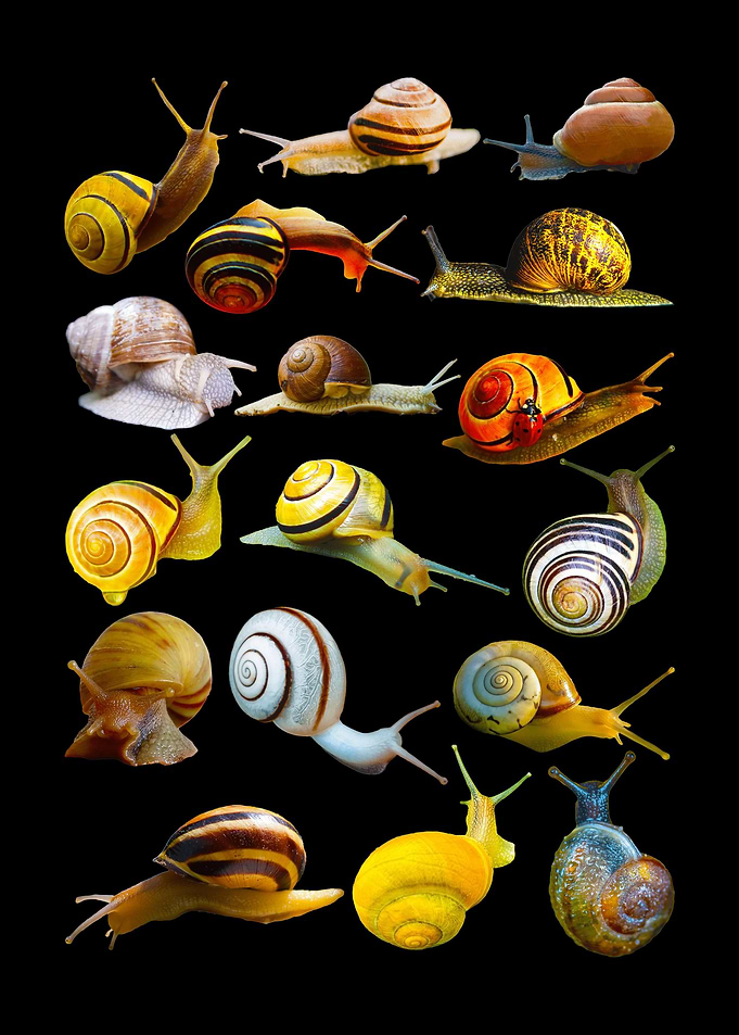 Snail Collection