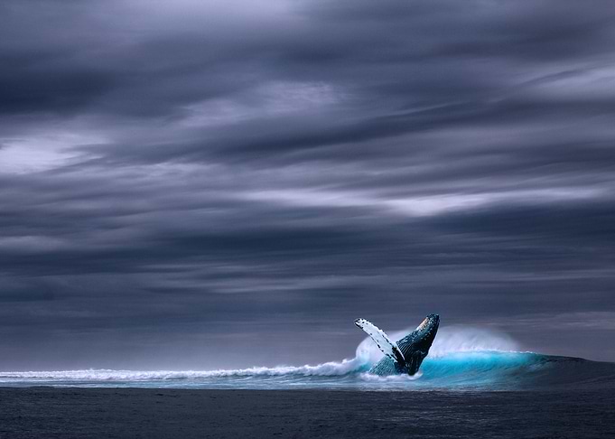 Whale breaking the Surface