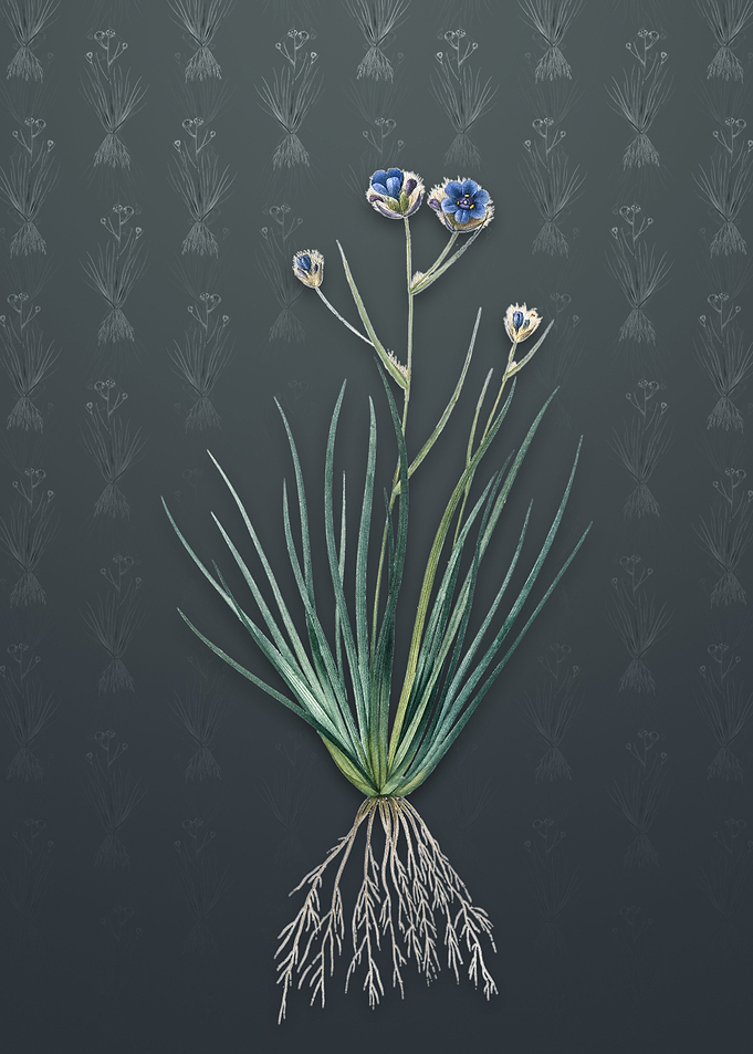 Vintage Blue Corn Lily
