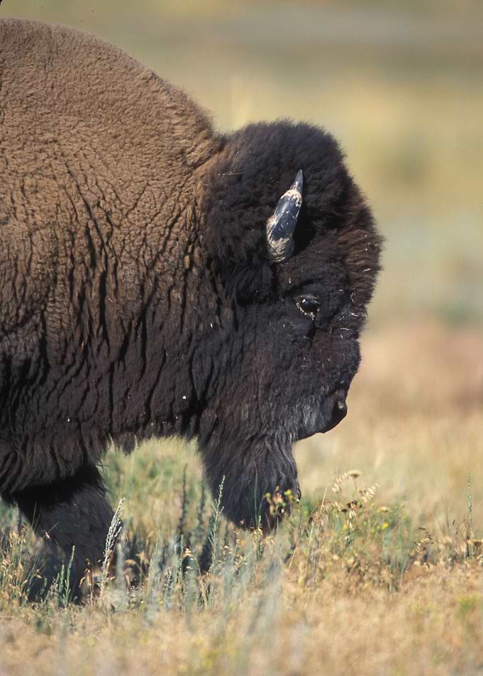 Bison On the Range