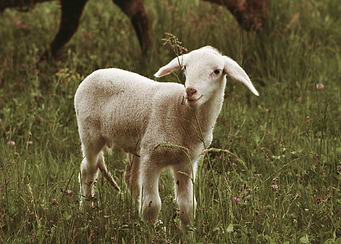 Babyschaf auf Weide
