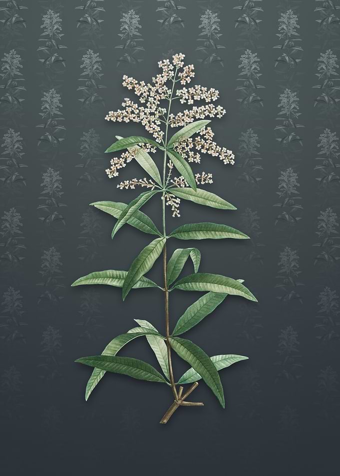 Vintage Lemon Verbena
