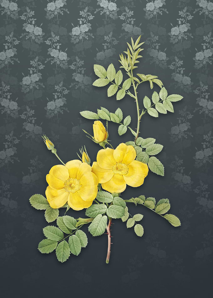Yellow Sweetbriar Roses