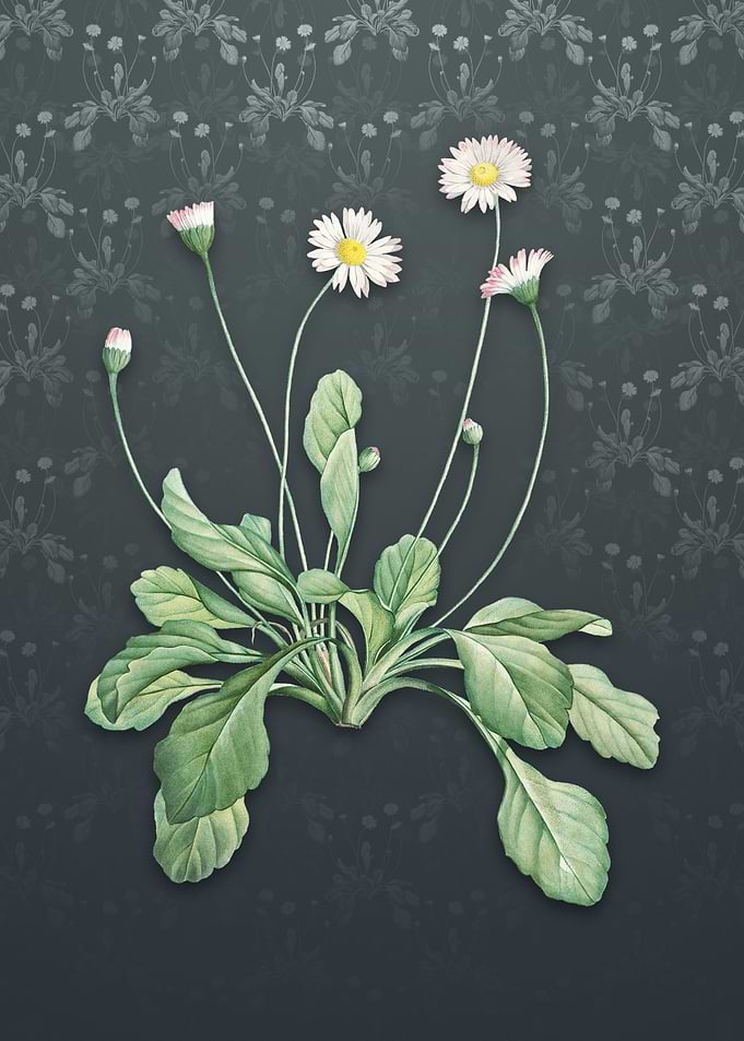 Vintage Daisy Flowers