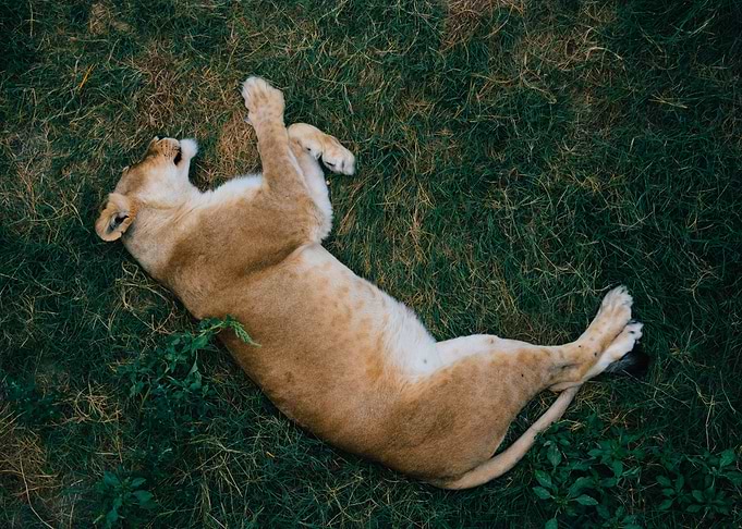 Lioness recoups and rests
