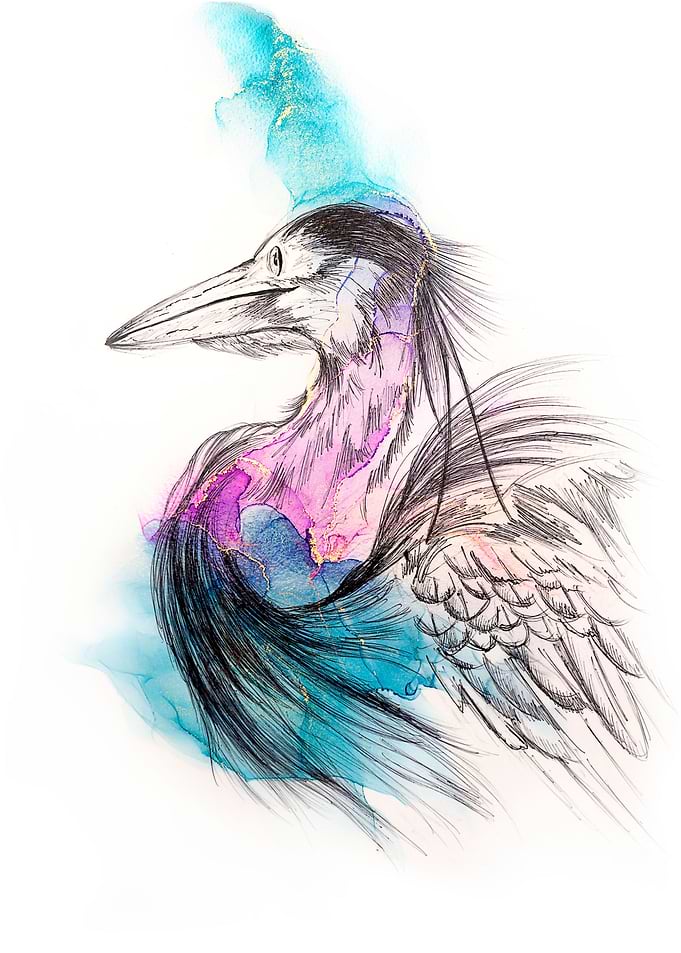 Grey Heron