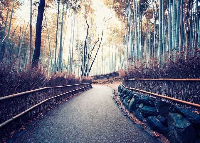 Path In The Grove