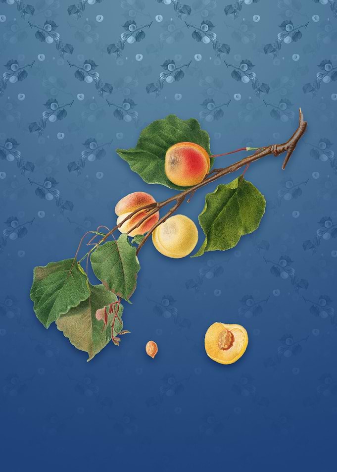 Peach on Bahama Blue