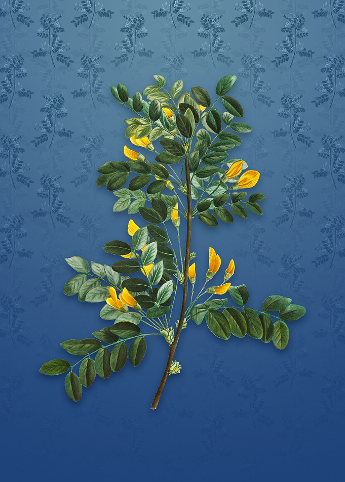 Vintage Siberian Pea Tree