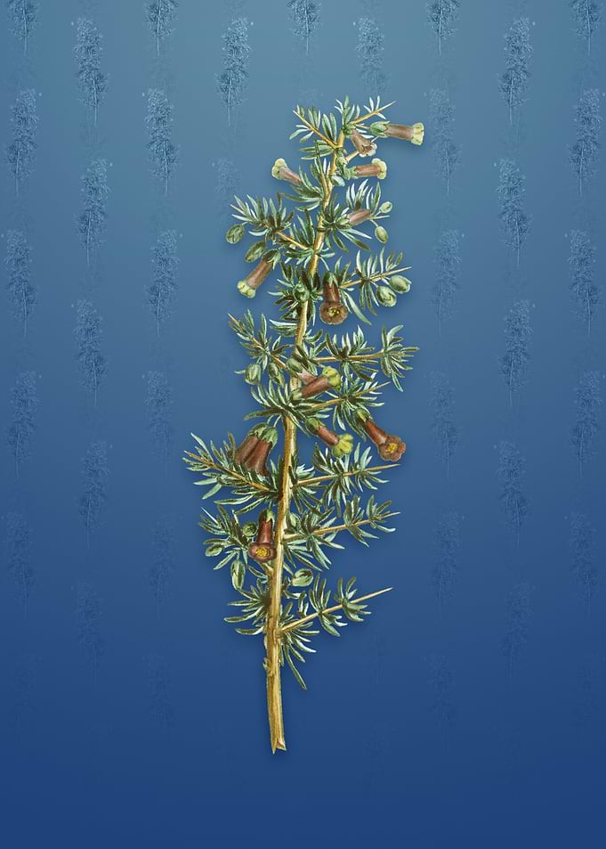 Vintage Kraal Honey Thorn