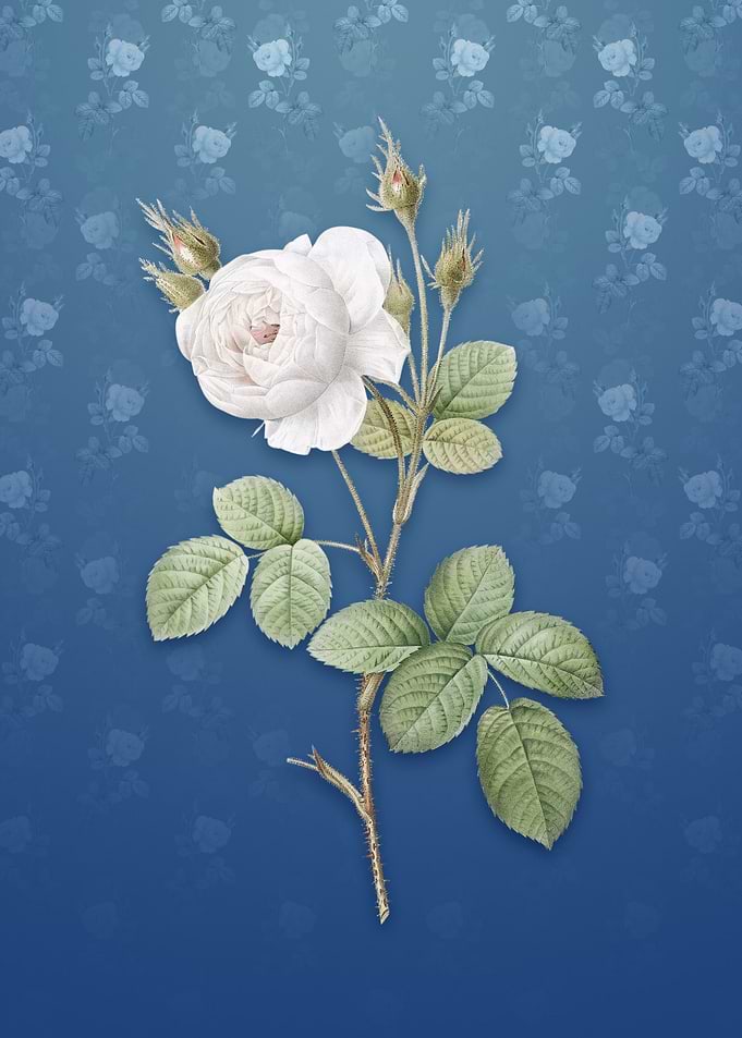 Vintage White Misty Rose