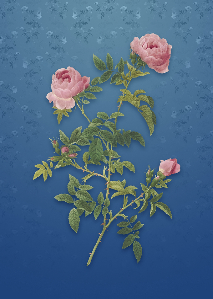 Vintage Rose of the Hedges