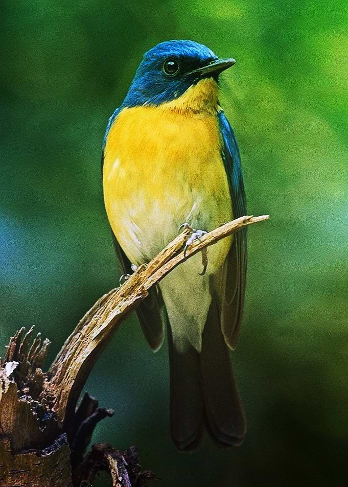 birds Photography