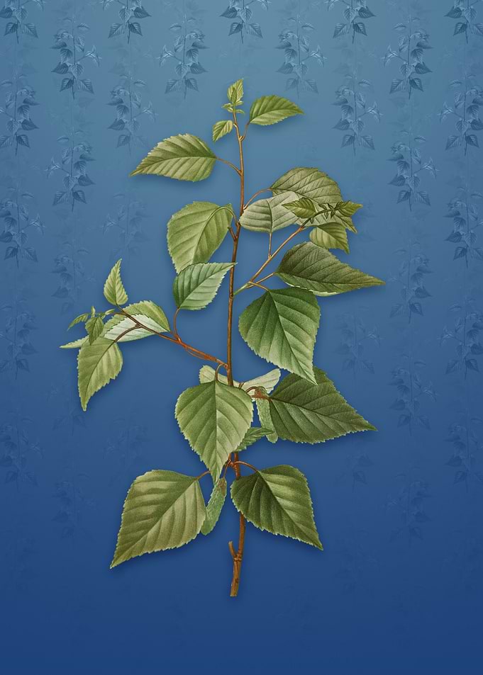 Vintage Black Birch