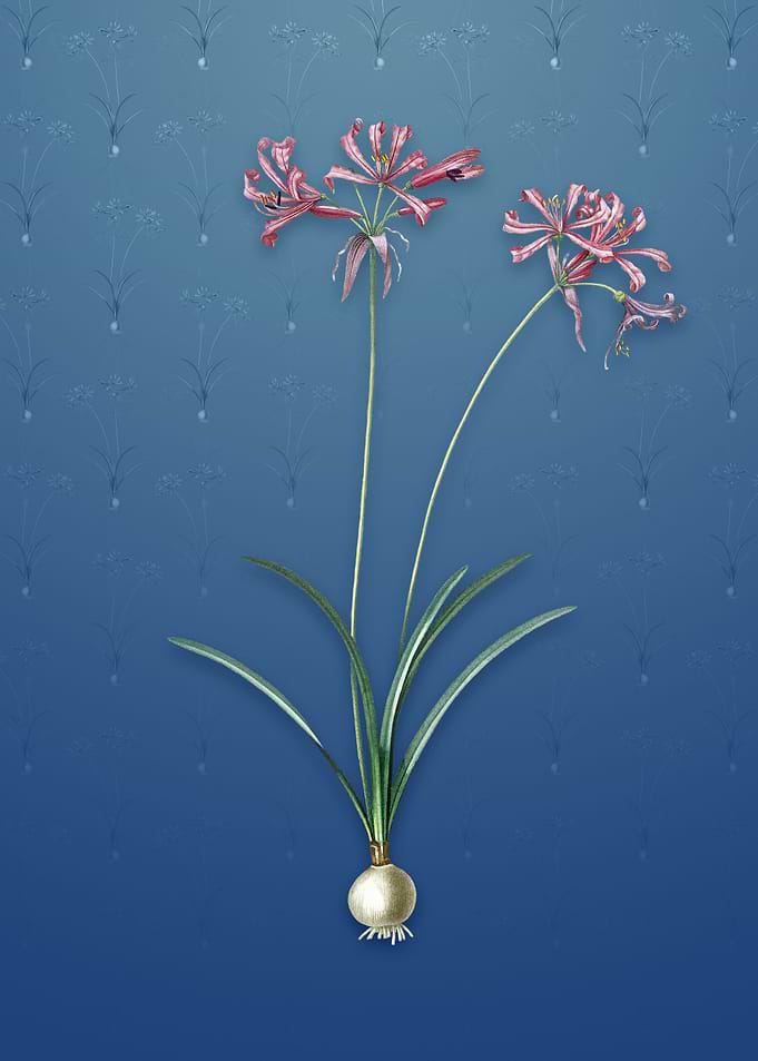 Nerine on Bahama Blue