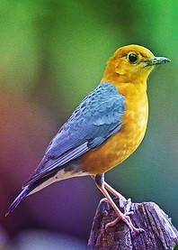 Photography Birds