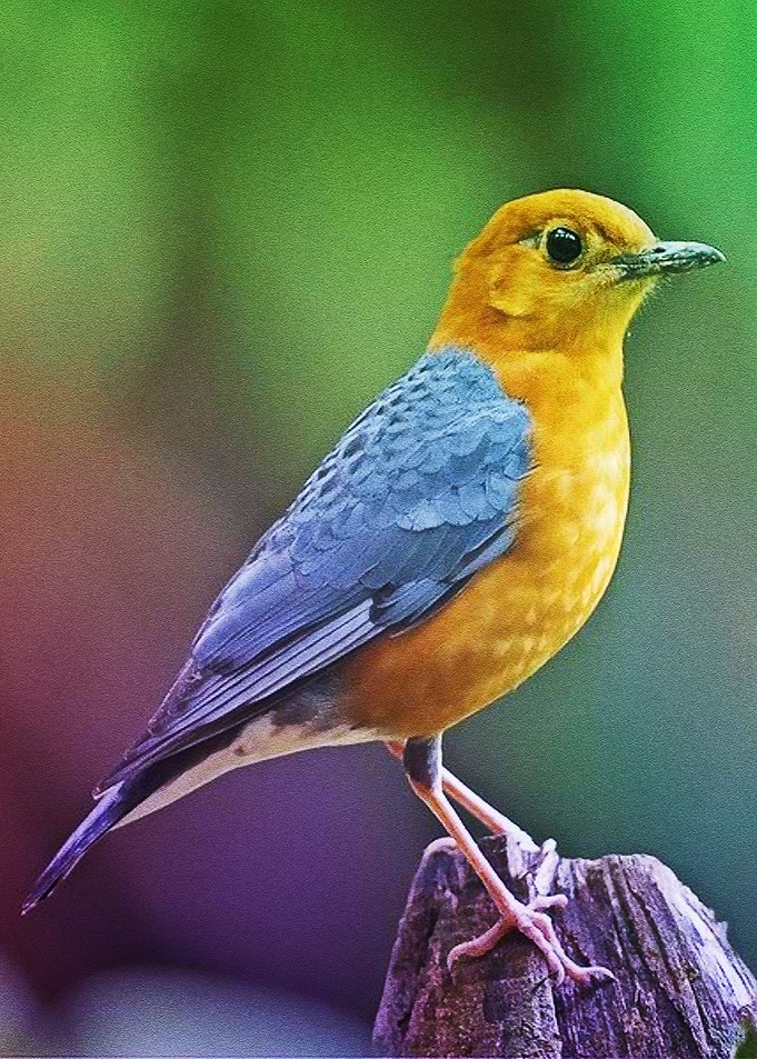 Photography Birds