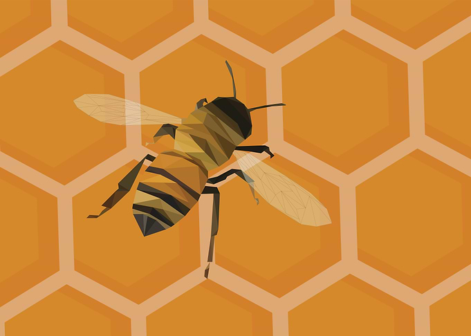 Honey Bee in Comb