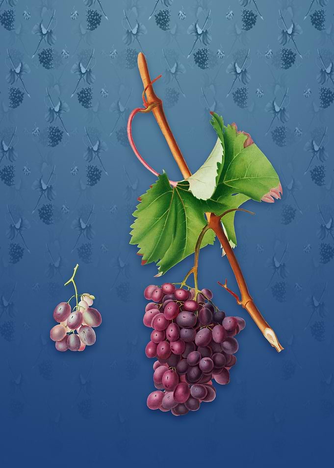Vintage Grape Barbarossa